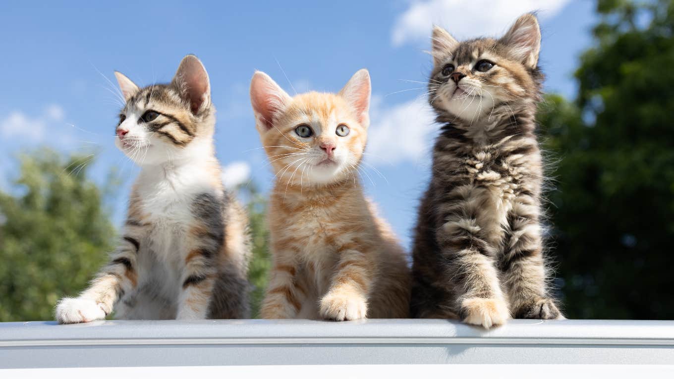 The Cat Personality Types Cats with different personality types