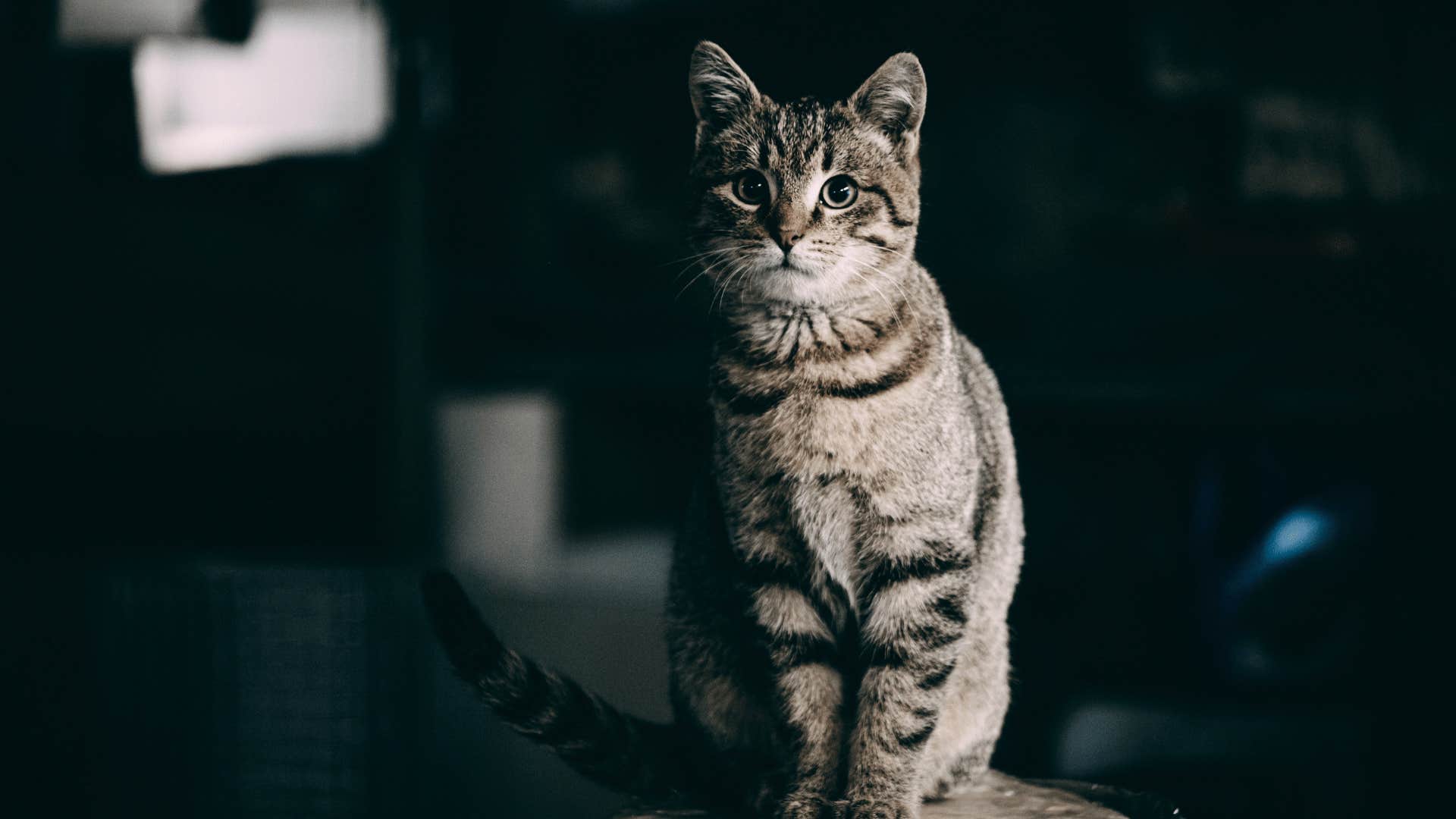 tabby cat staring