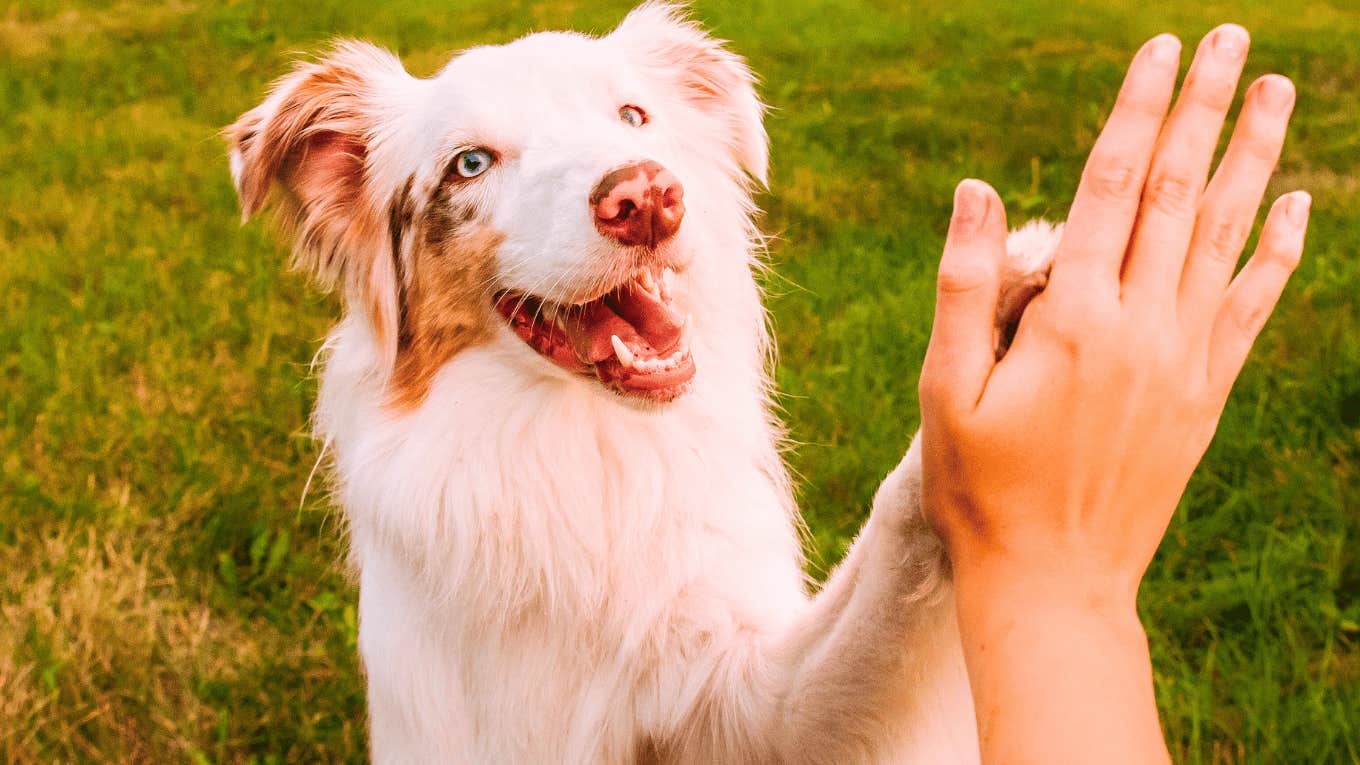 Important Things Dogs Look For When They Pick Their Primary Human Important Things Dogs Look For When They Pick Their Primary Human