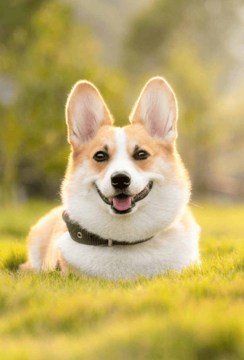 a corgi wondering if his parents have a pet prenup