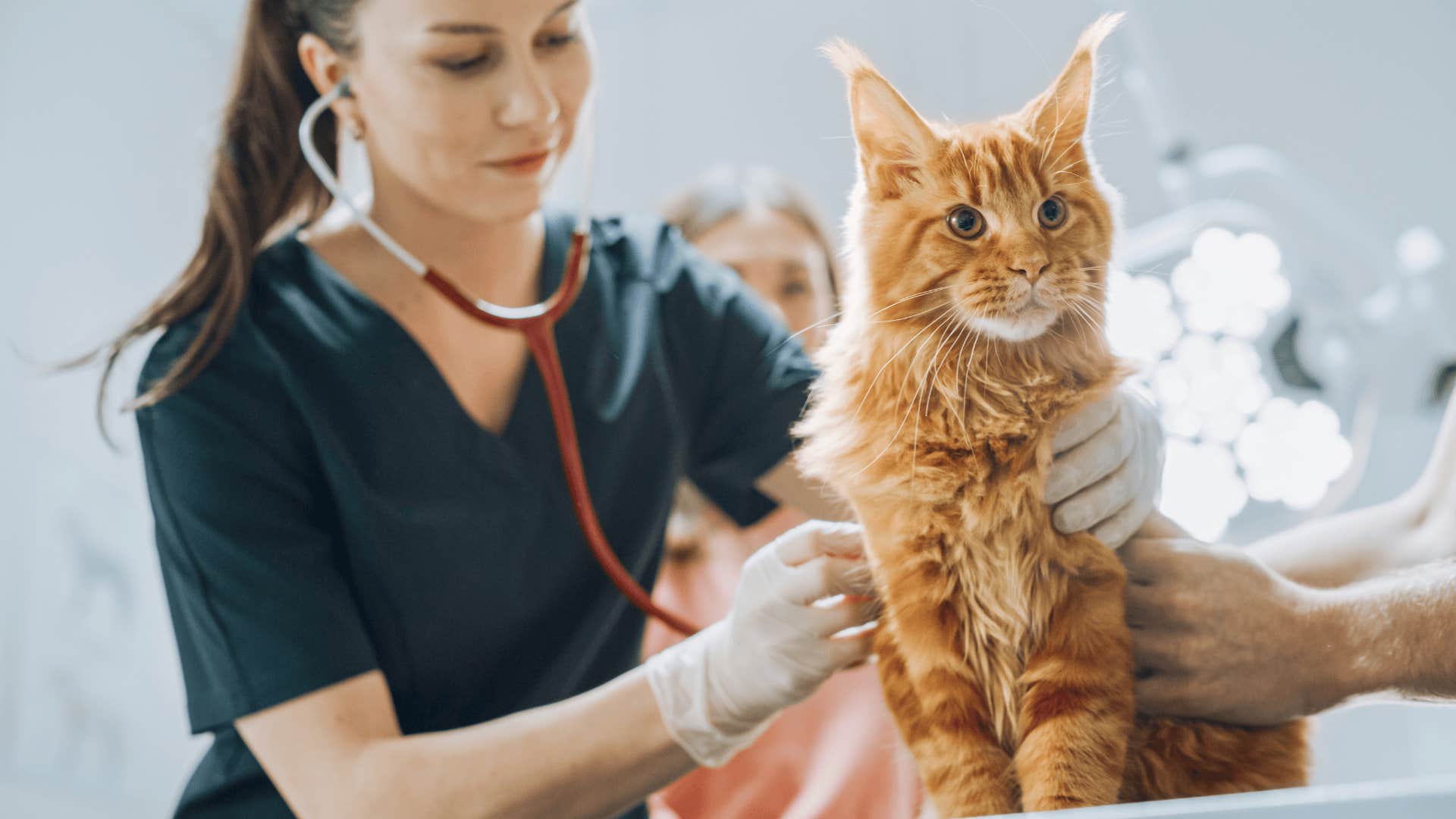 Vet standing next to an orange cat on a table investing in mental health medications
