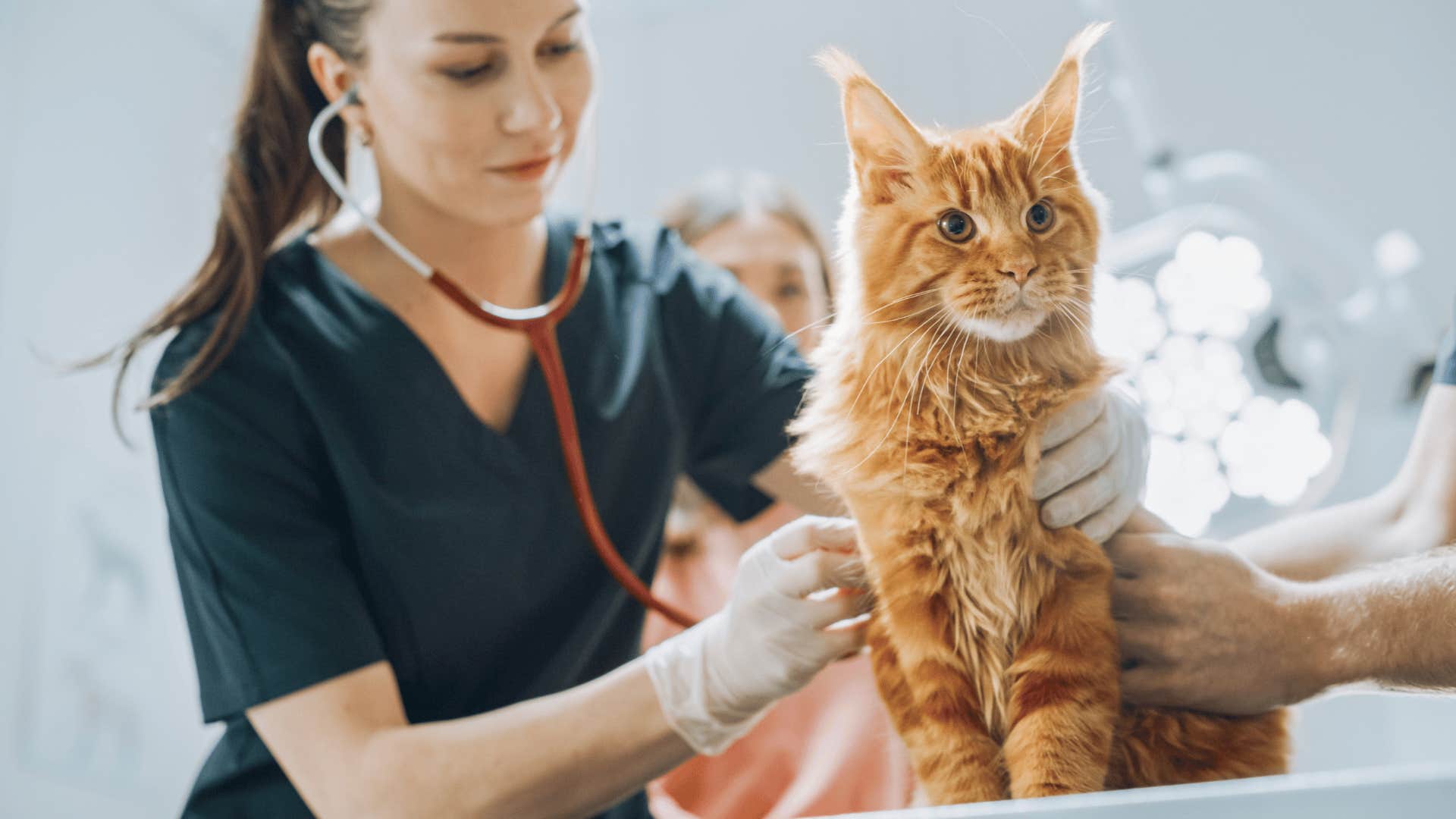 veterinarian checking cats heartbeat