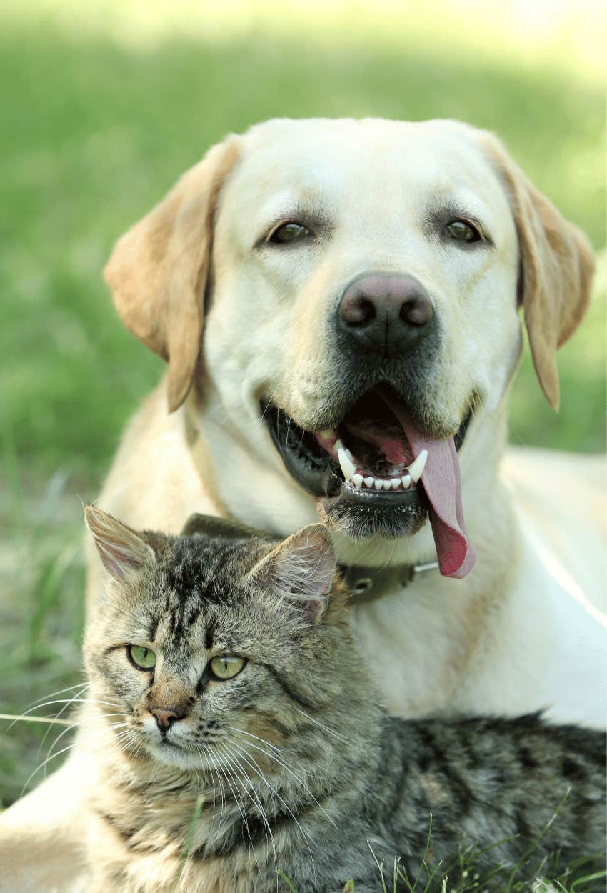 What Being A Cat Person Or A Dog Person Says About Your Personality