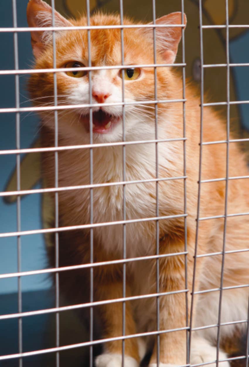 cat in shelter