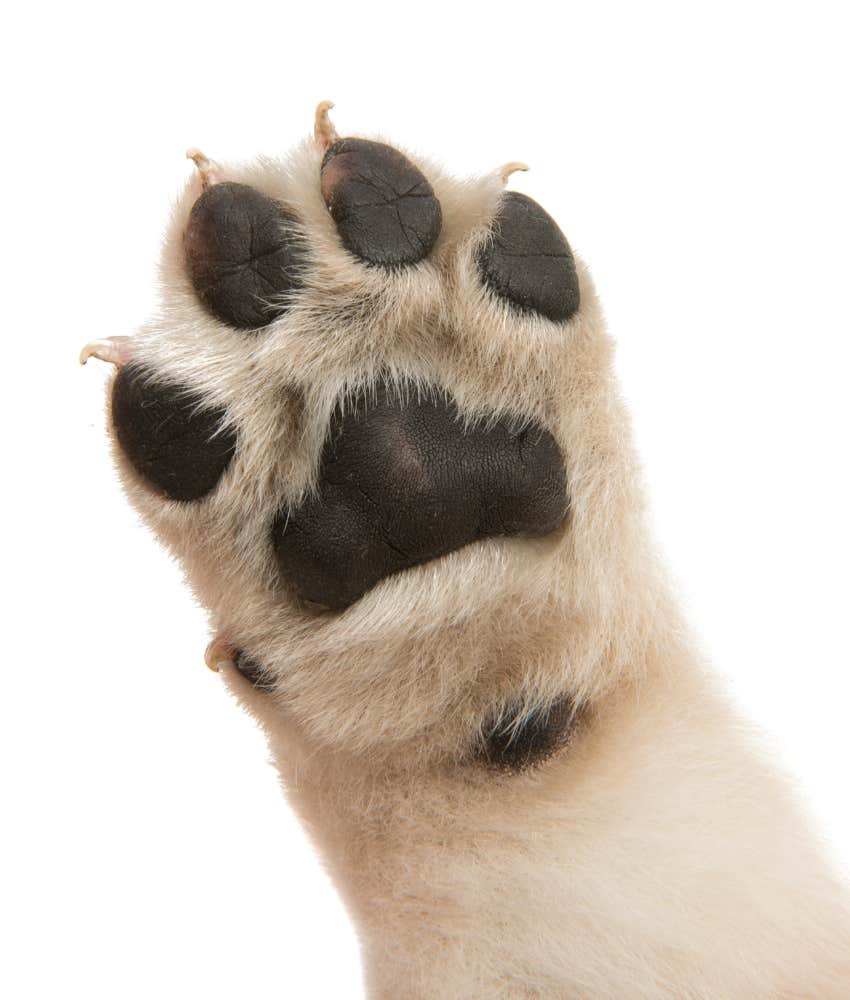 cloud shaped paw print dog personality