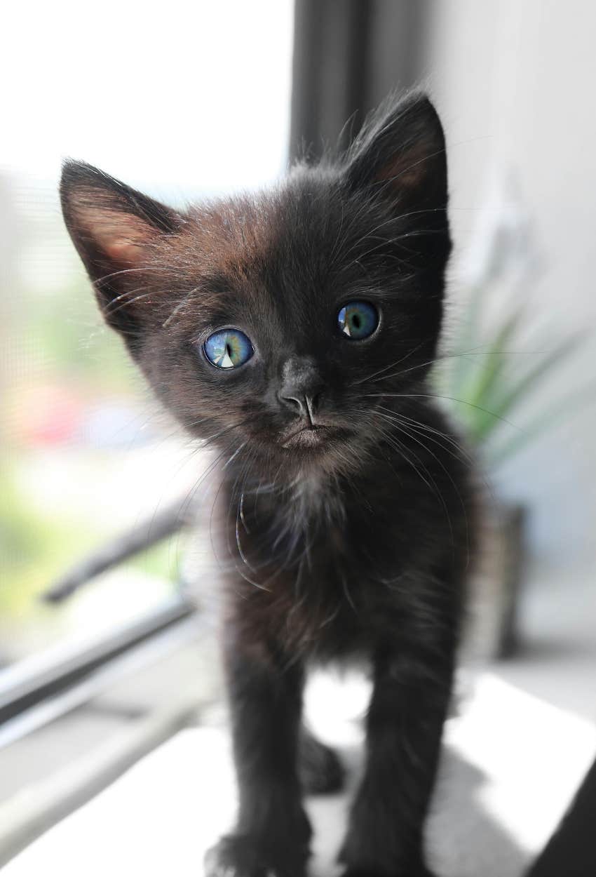 happy cat with a gentle personality