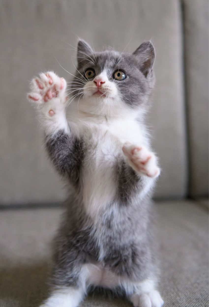 Happy cat that grunts frequently