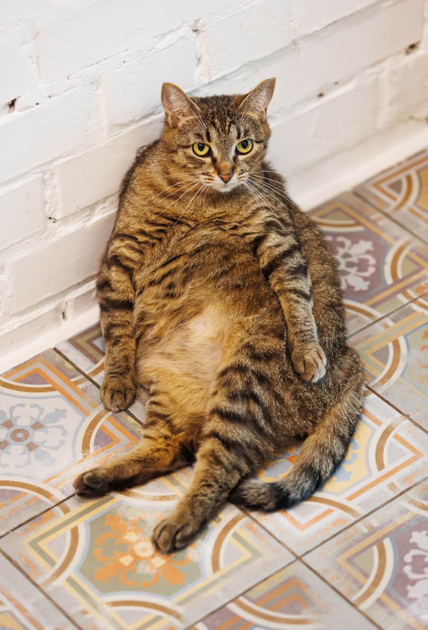 Happy cat showing off his little belly