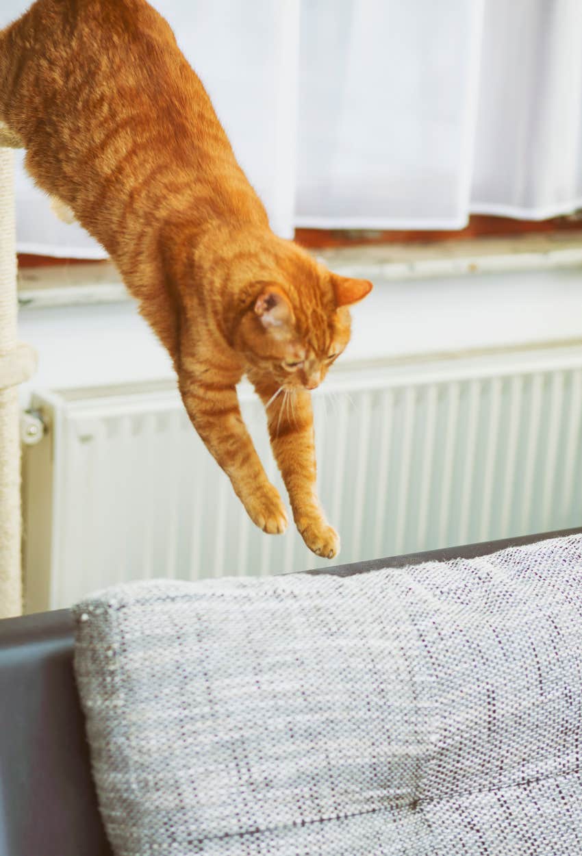 Happy cat doing parkour in house