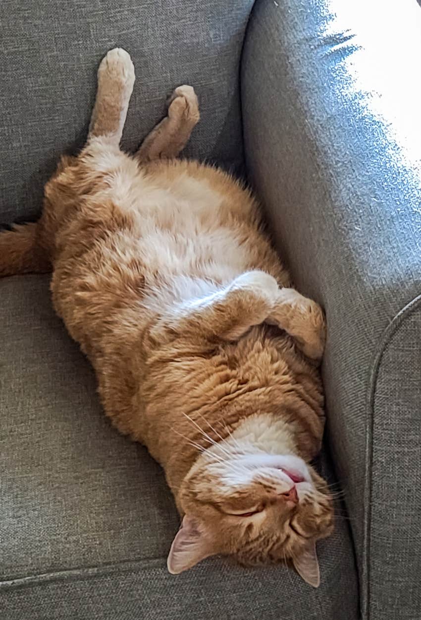 Happy cat sleeping in random position