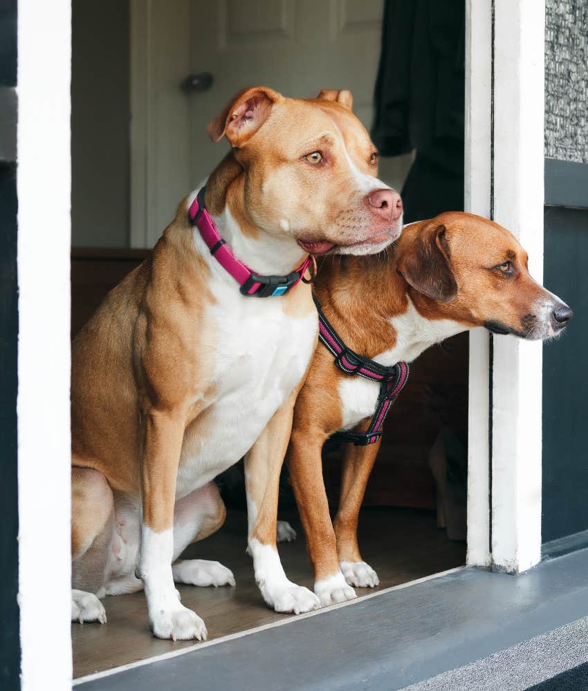 pet dogs