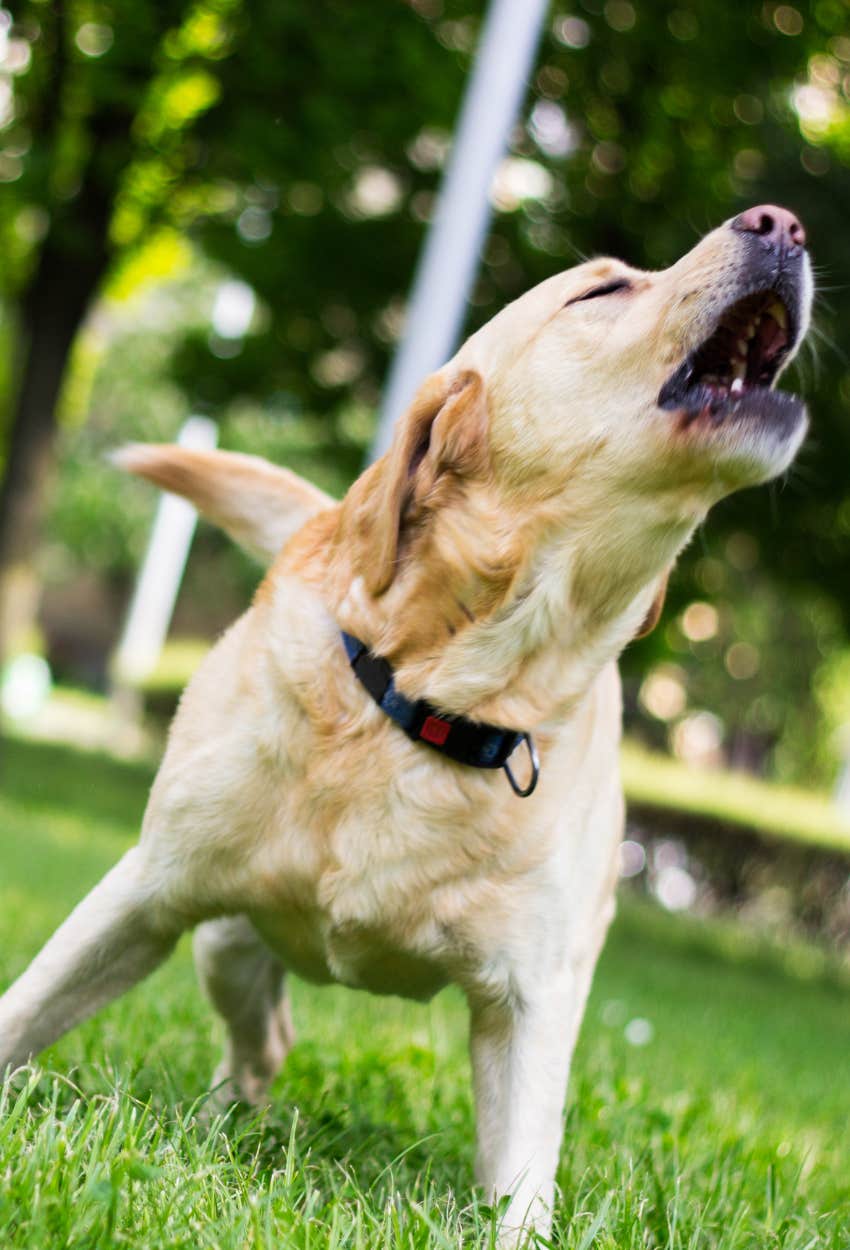 dog demand barking