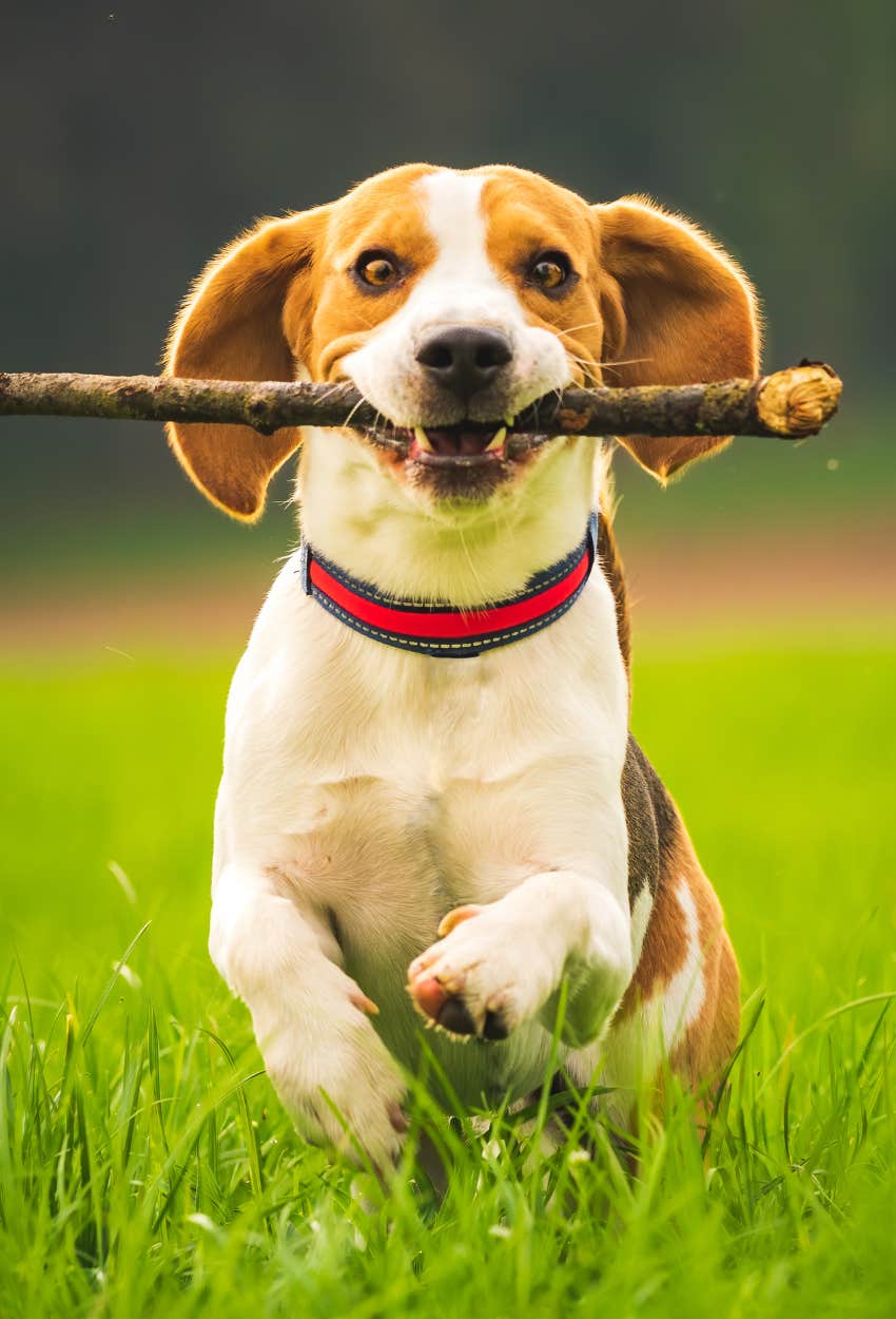 dog playing fetch