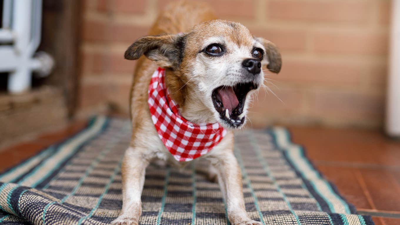meaning types barks dog use get your attention meaning types barks dog use get your attention