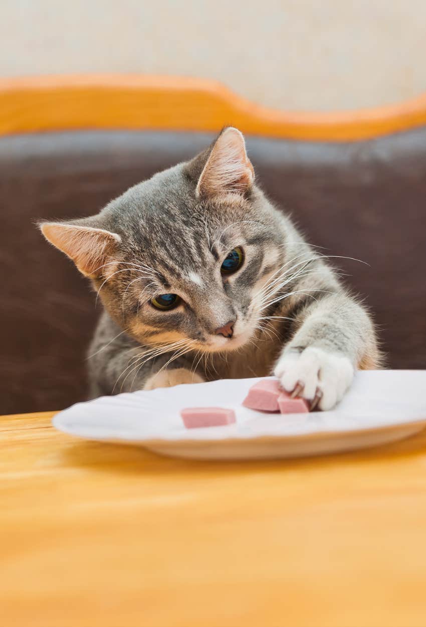 cat that gets consistent care