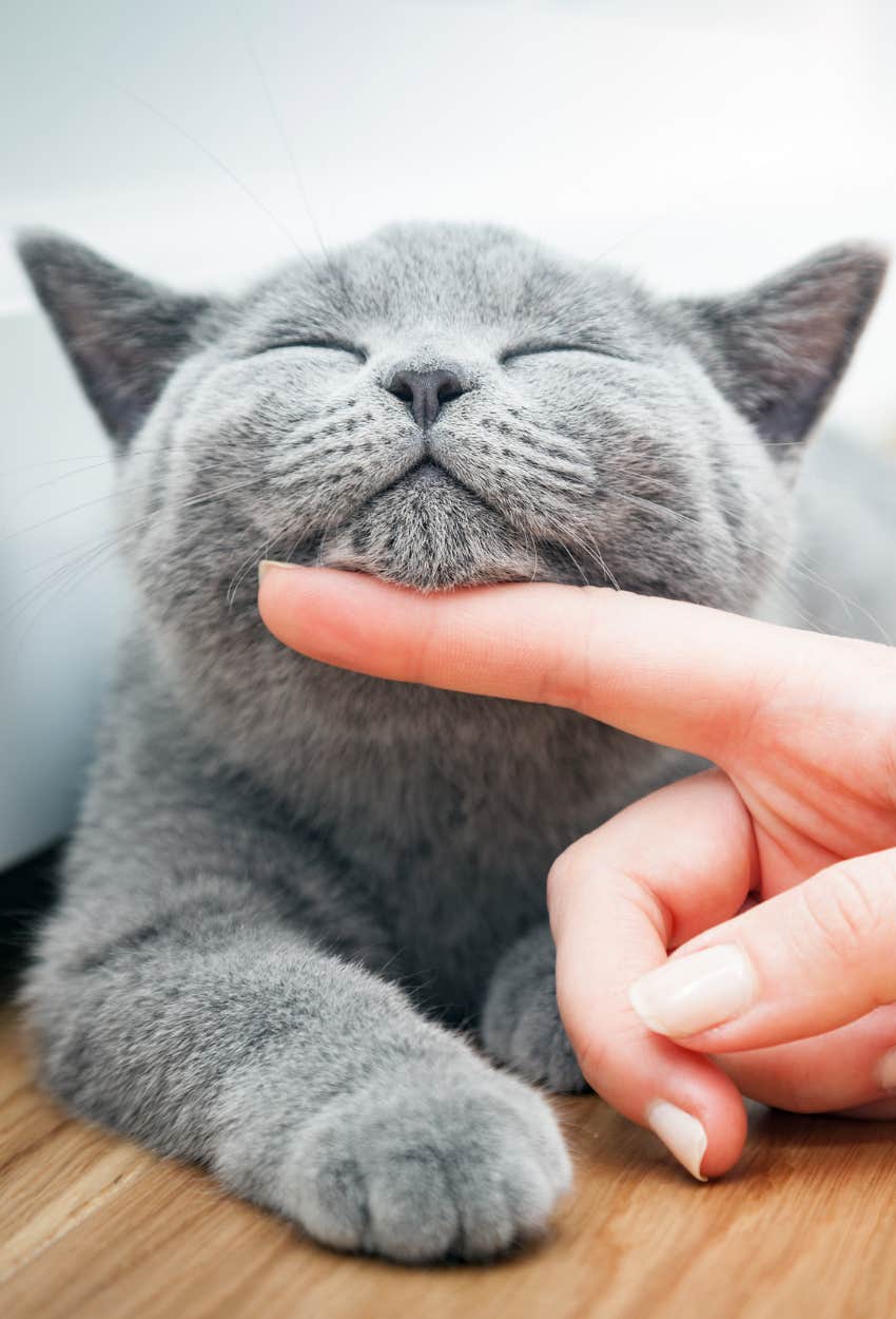 happy cat being petted