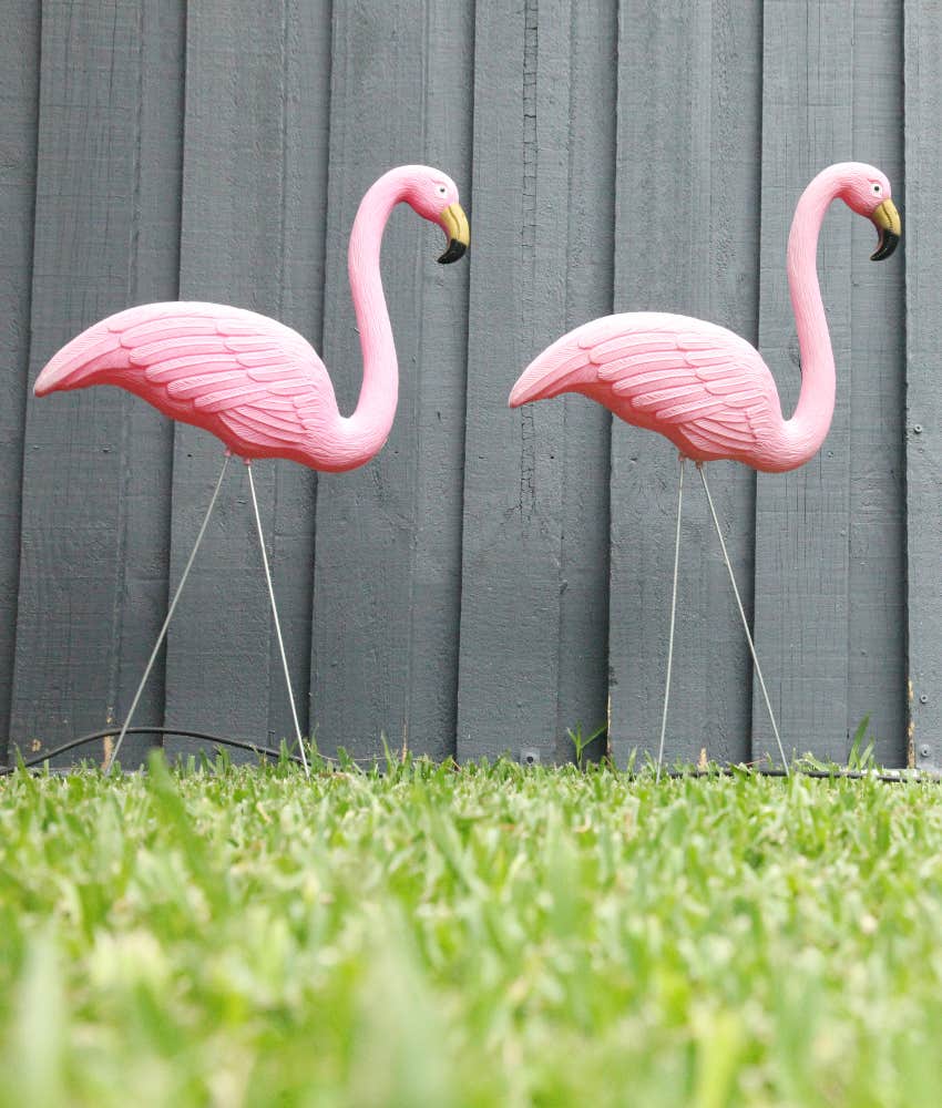 lawn flamingos homeowner refuses to remove