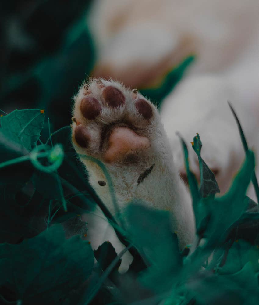 onigiri shaped paw print dog personality