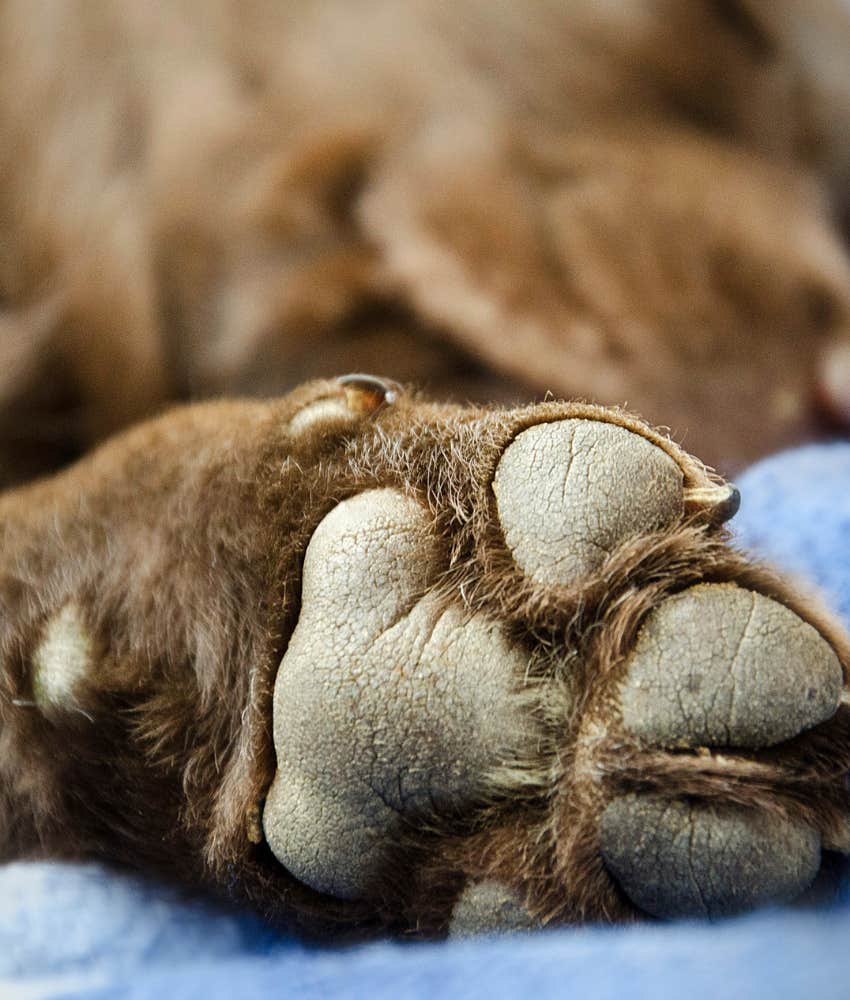 rice shaped paw print dog personality