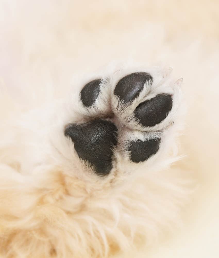 rocket shaped paw print dog personality