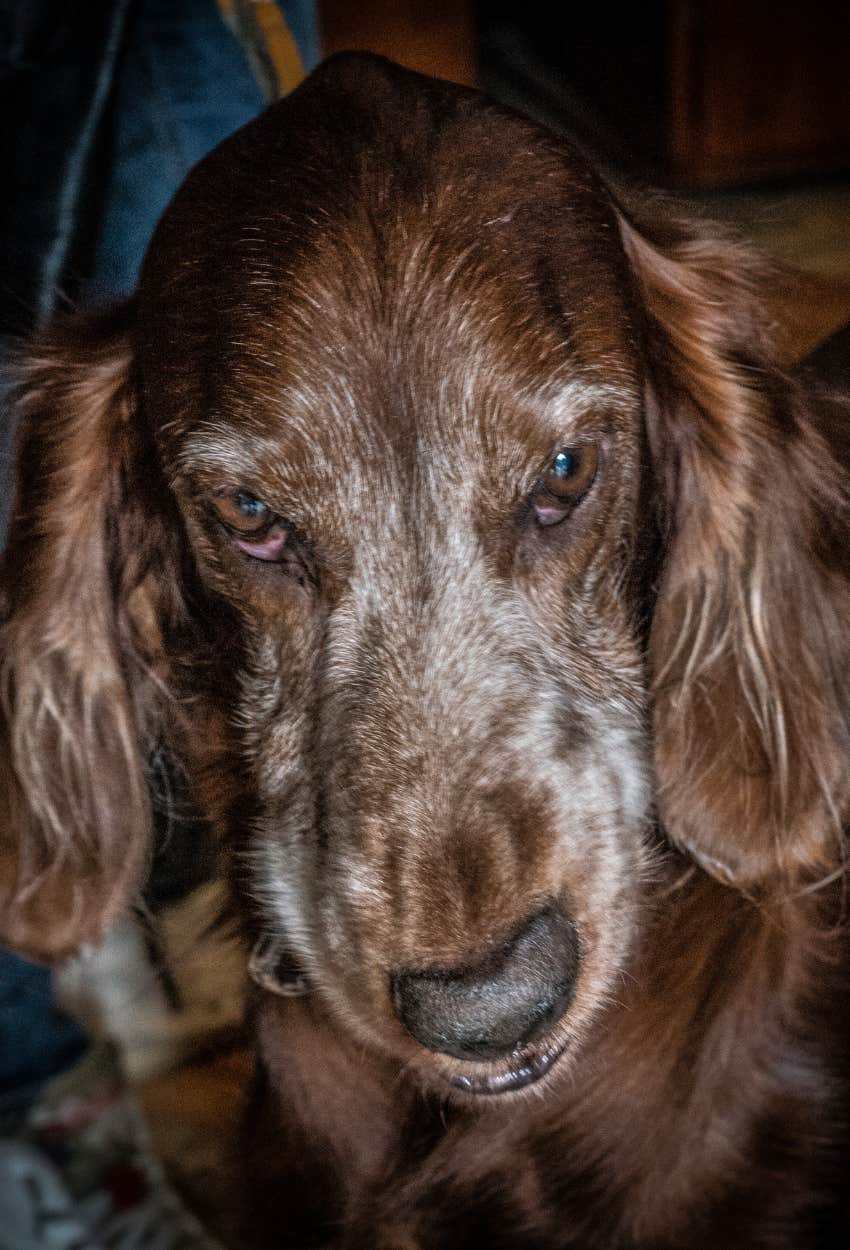 grumpy cocker spaniel