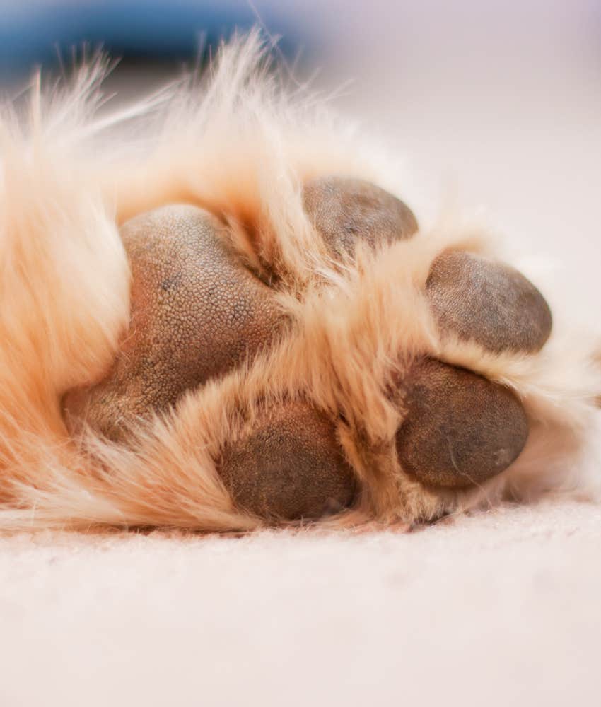 semicircular shaped paw print dog personality