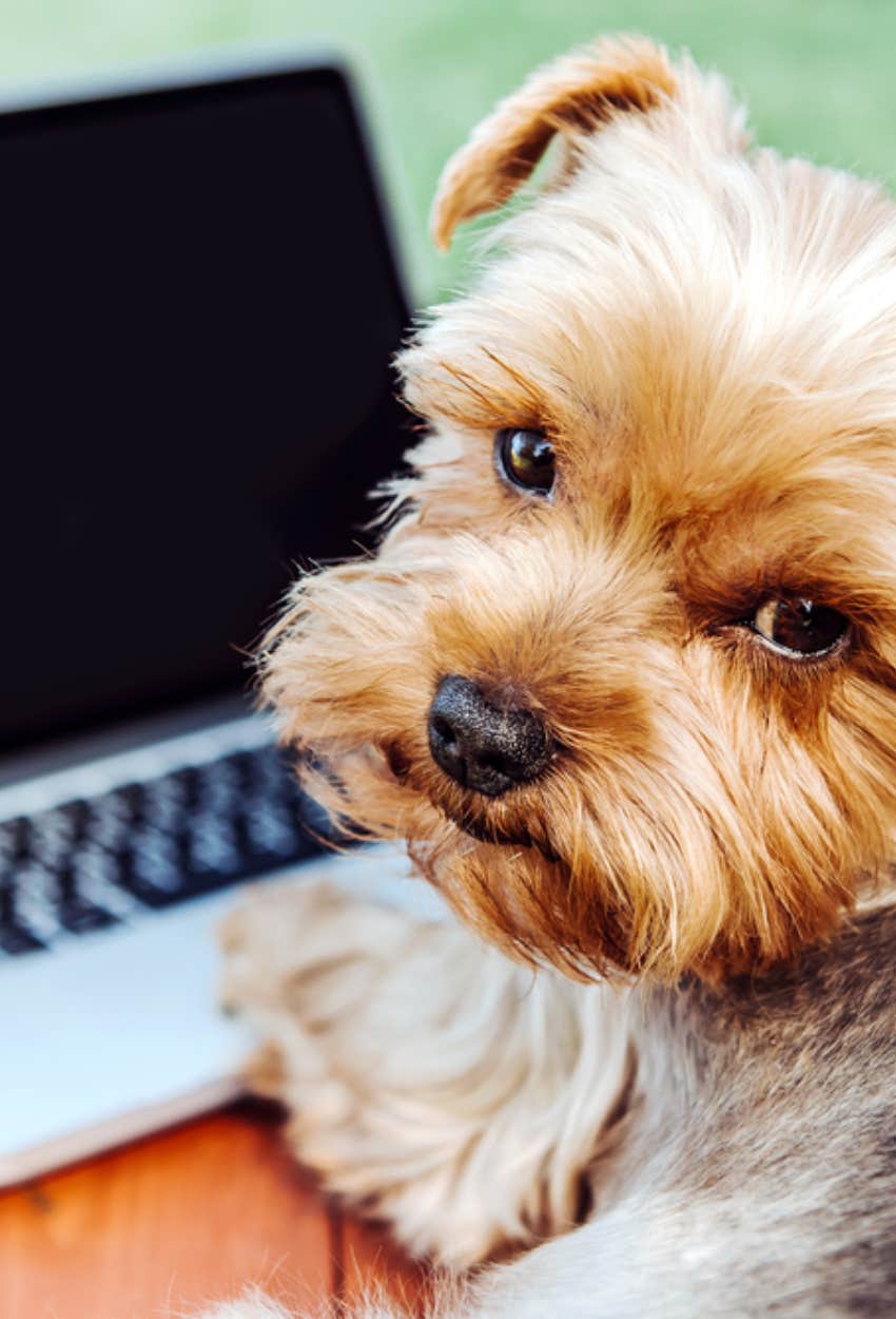 dog looking at computer 