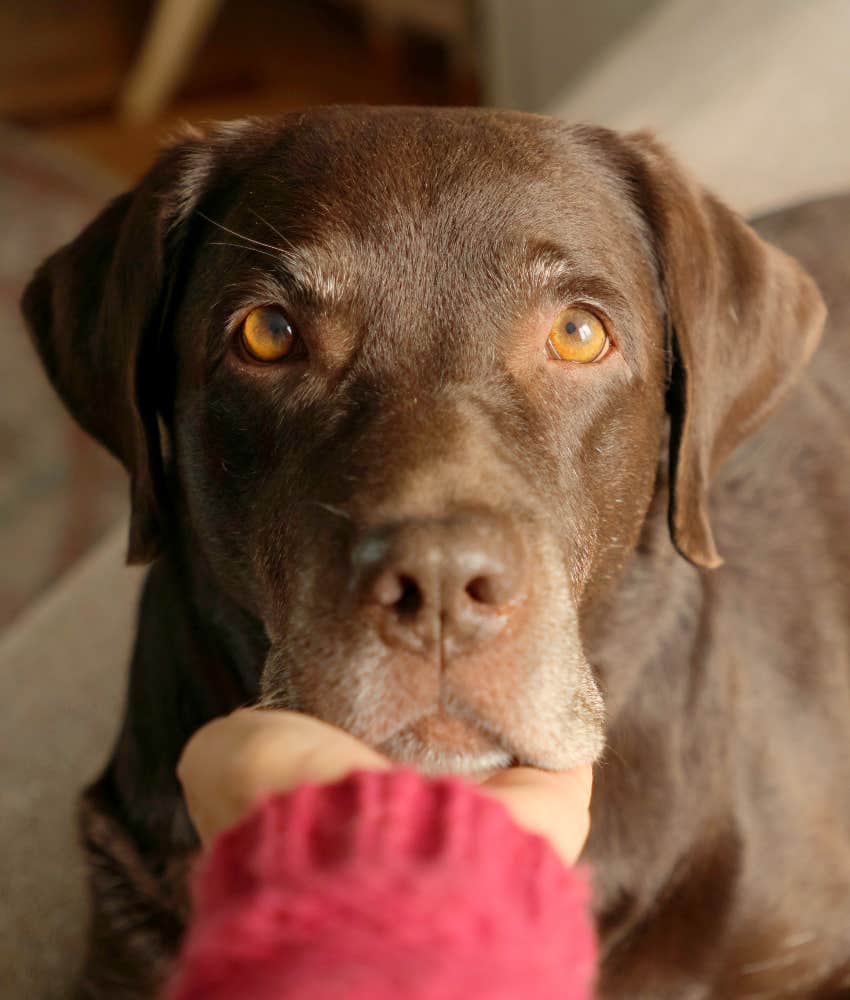 dog staring and making soft eye contact with their favorite person
