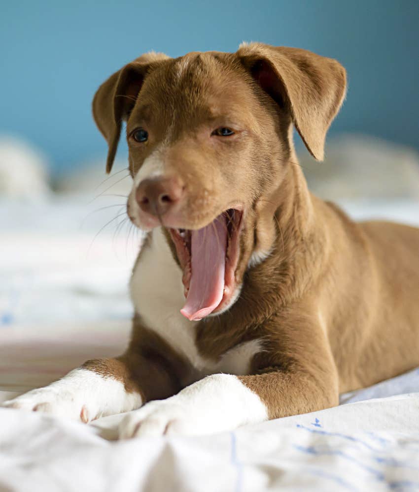 dog yawning when their favorite person yawns