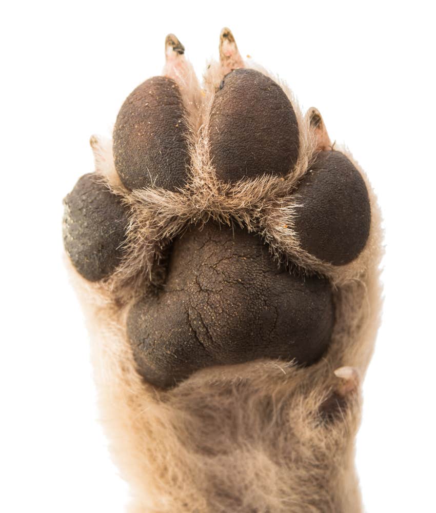 triangular shaped paw print dog personality