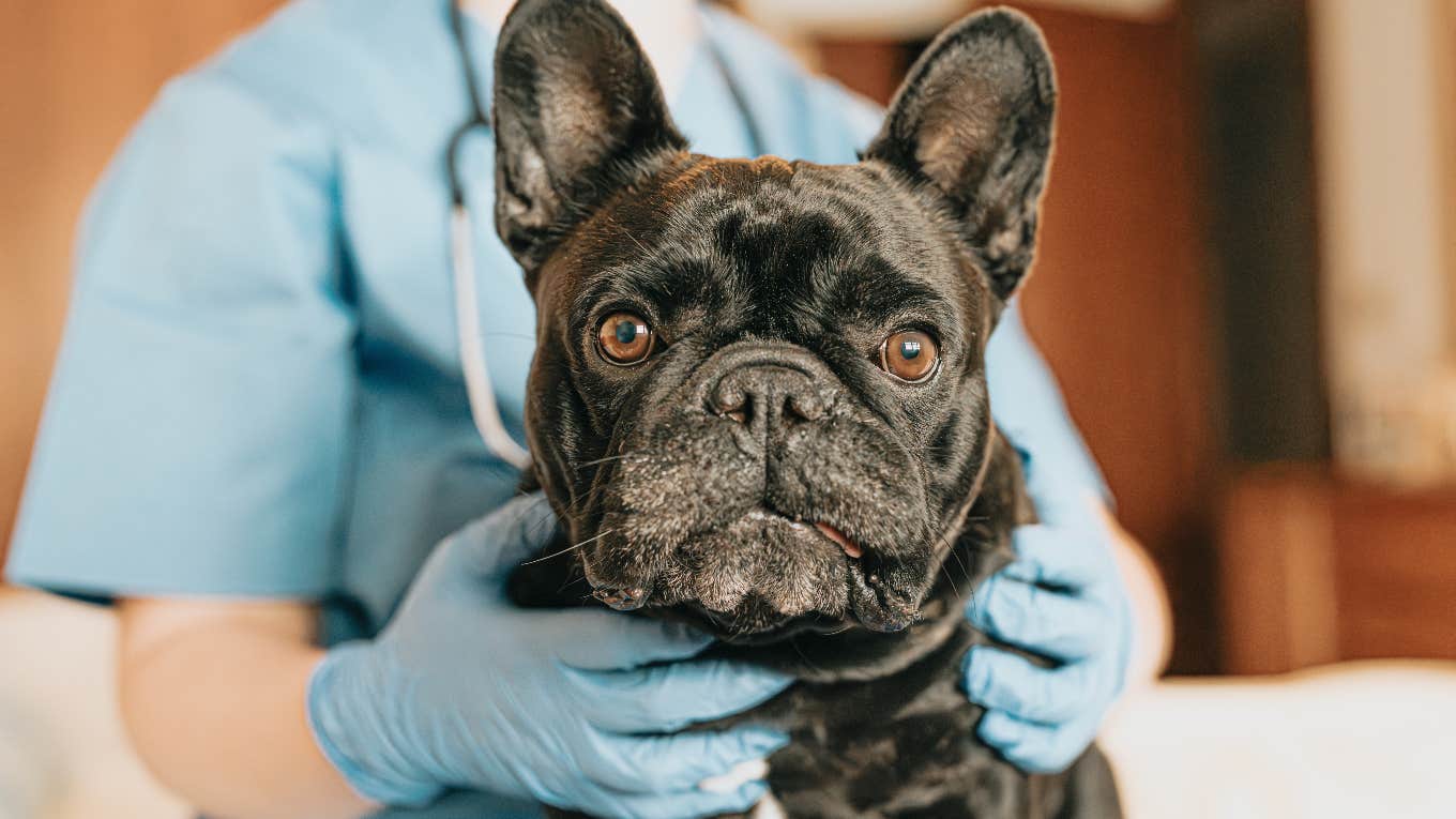 Vet Gets Into Physical Fight With Backyard Breeder vet gets into physical fight with backyard breeder over pregnant french bulldog