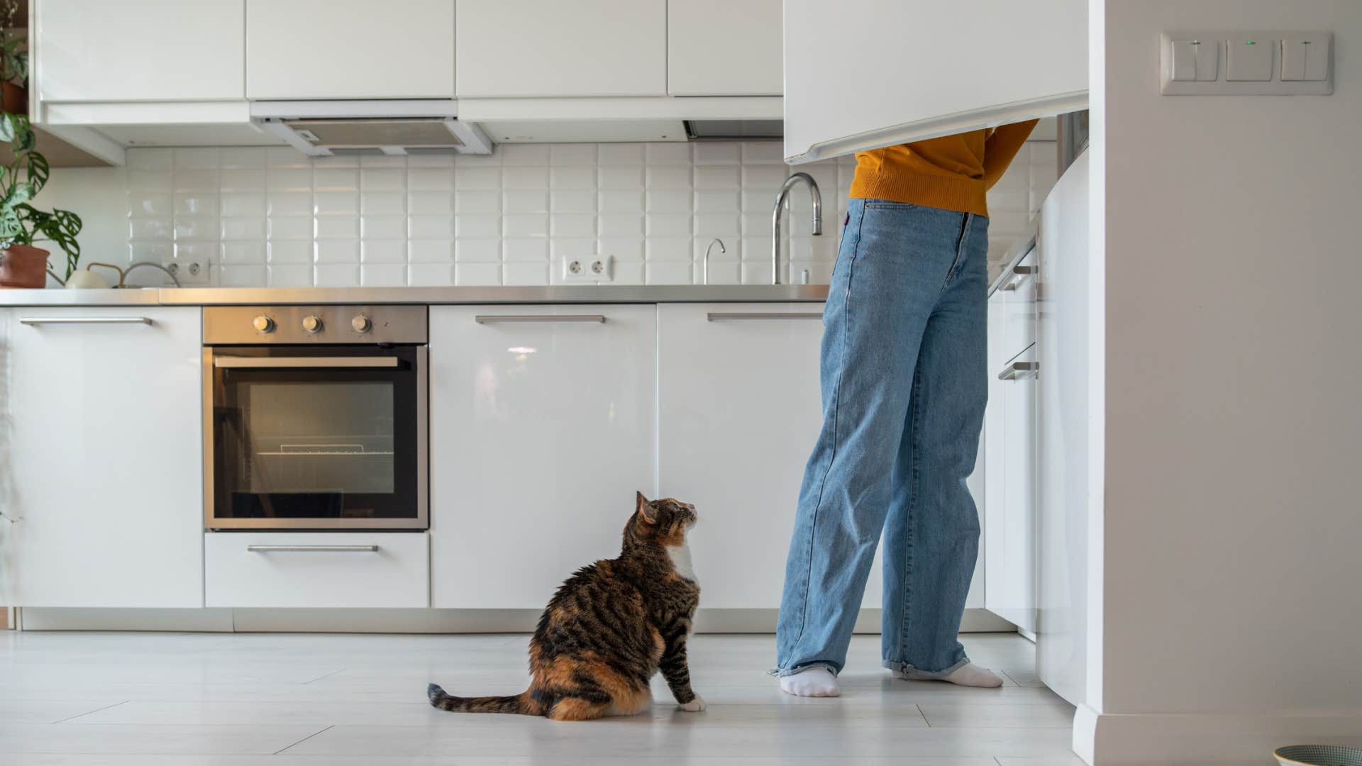cat following its owner around into the kitchen