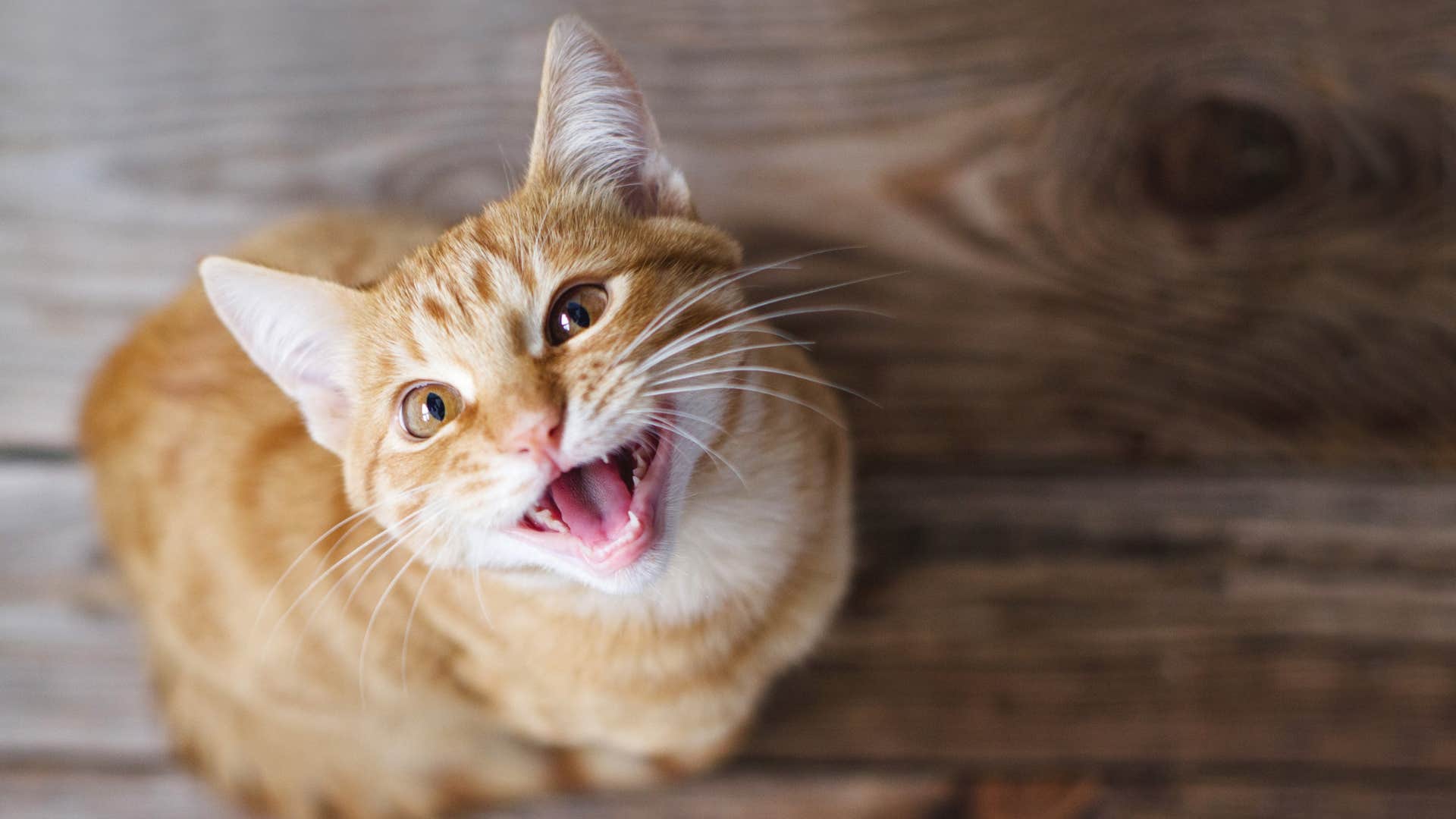 orange cat meowing having a conversation with human