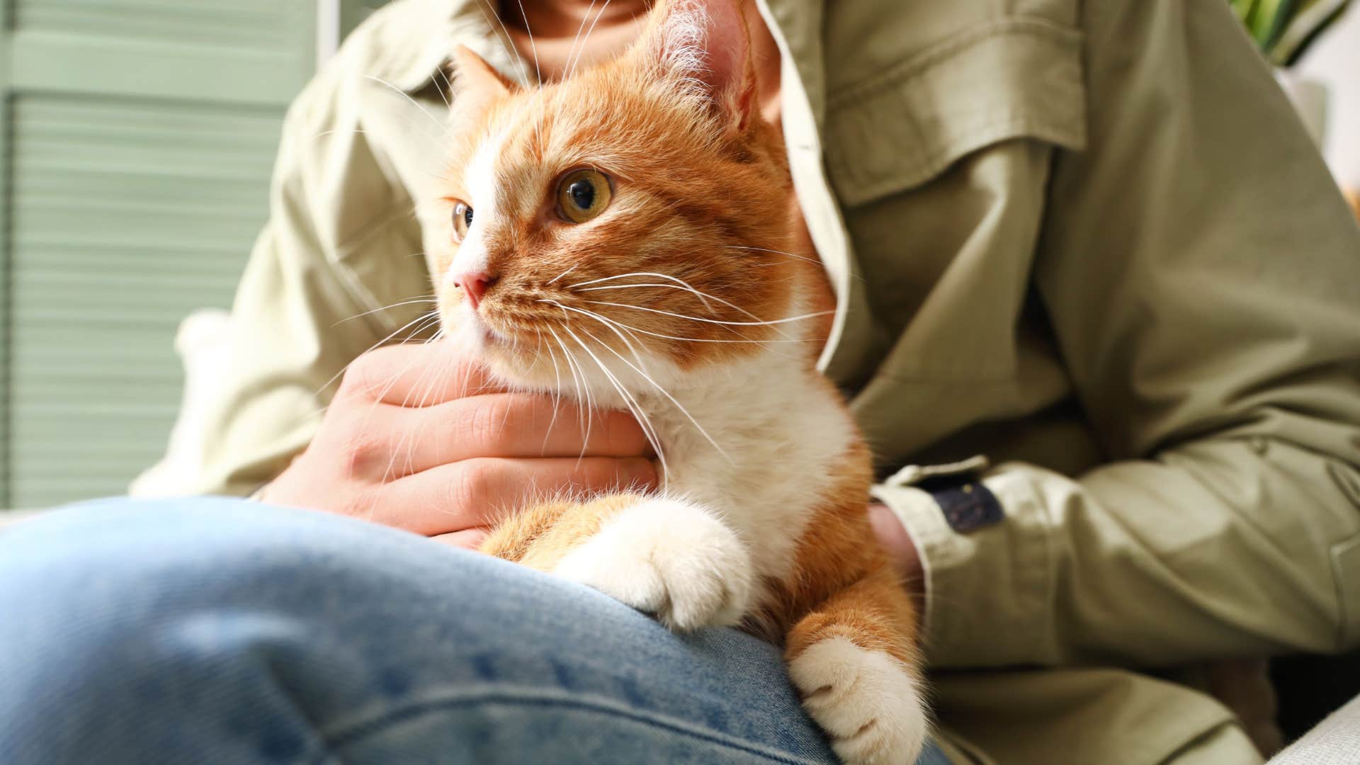 cat about to knead on its owner