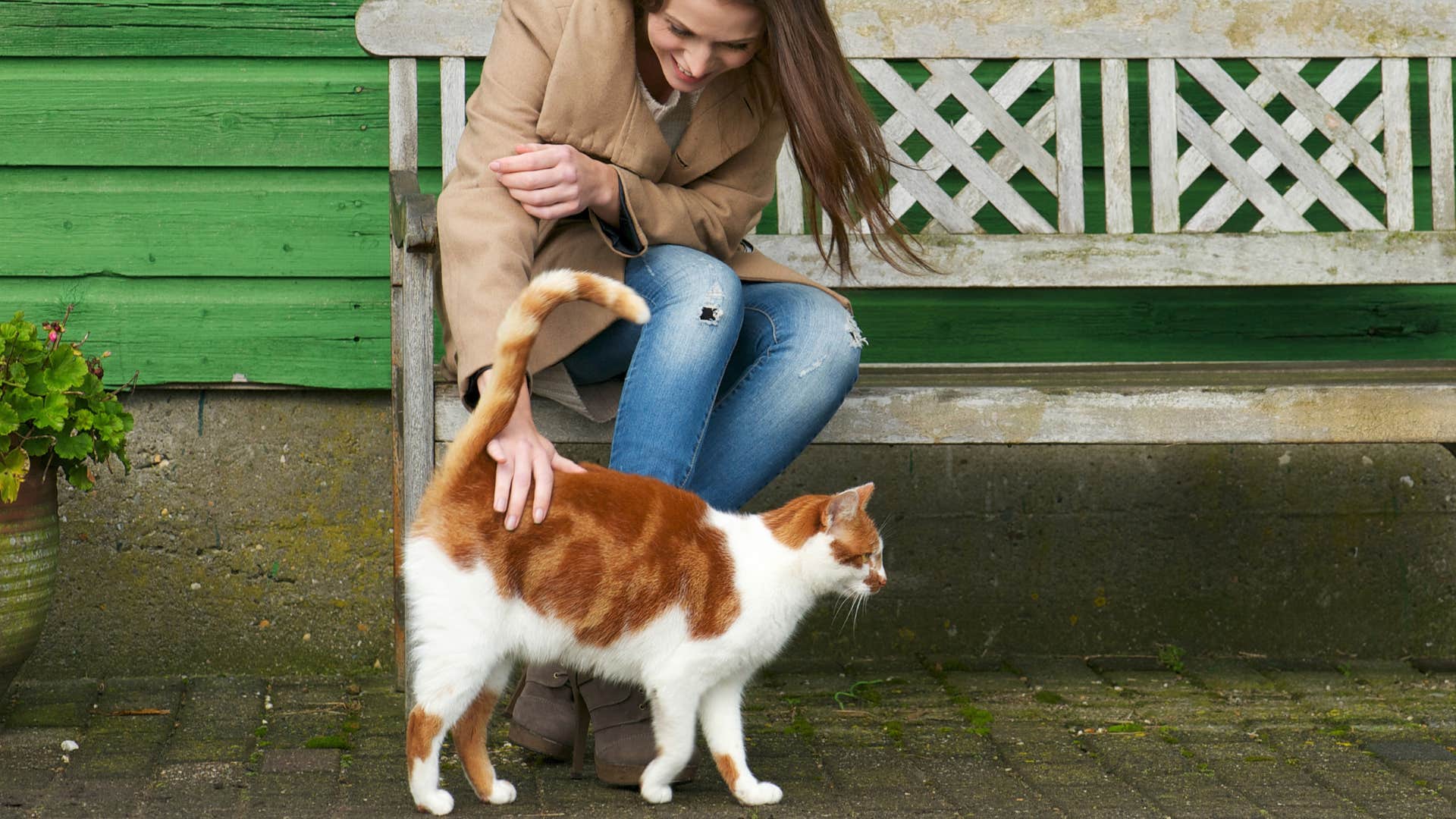 woman petting cat who has its tail up showing its rear end
