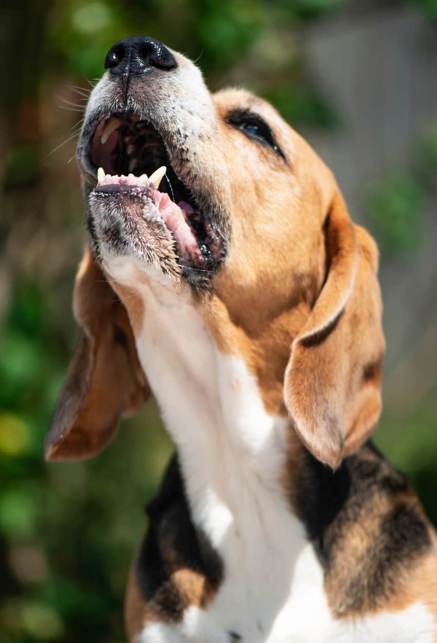dog being dog and barking