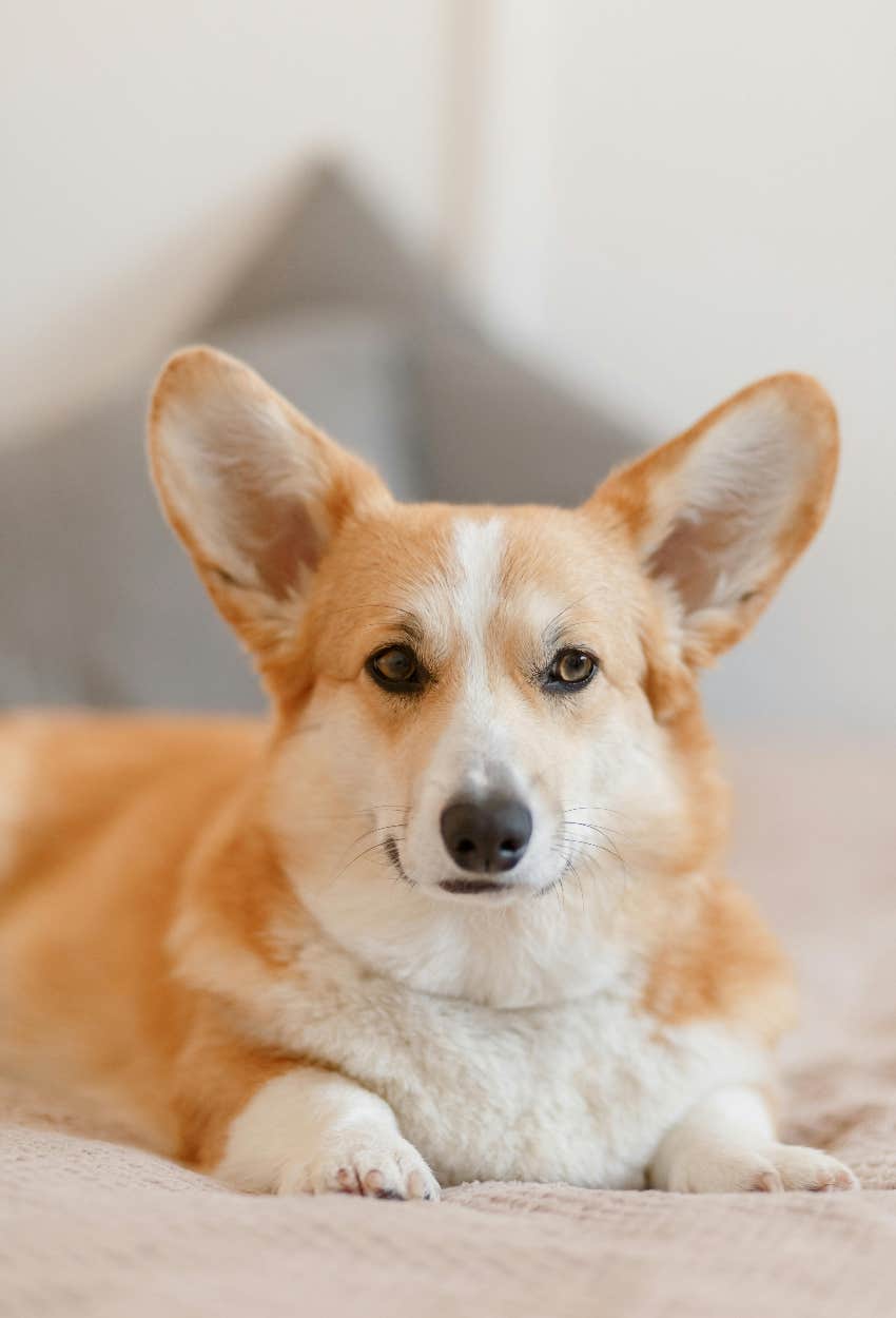 corgi dog