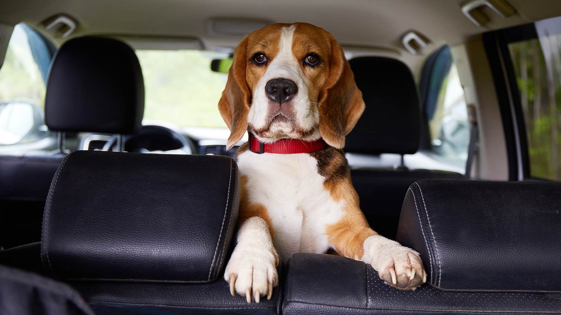 Person leaving their dog in the car.