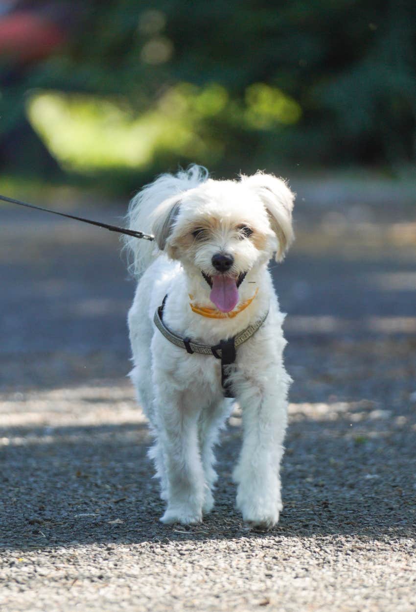 dog walking on hot pavement at the worst time of the day