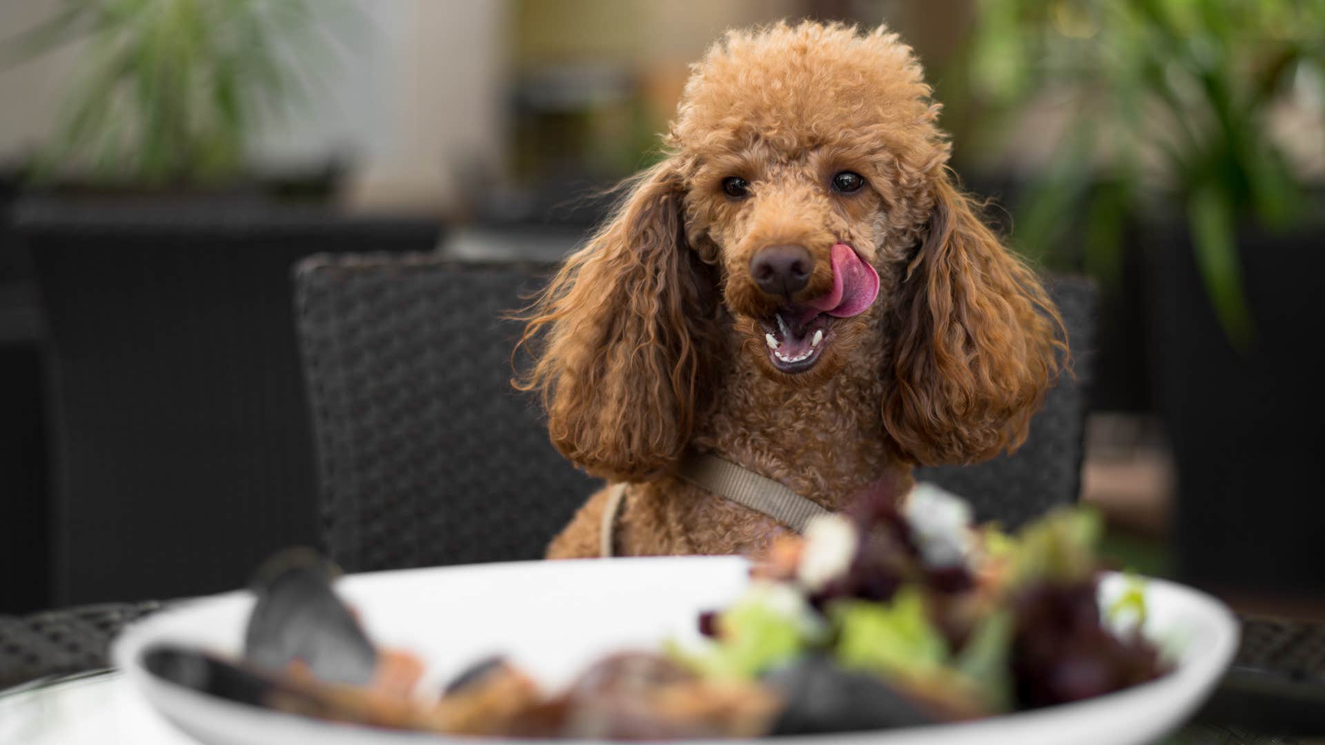 little dog sitting at table licking lips at food