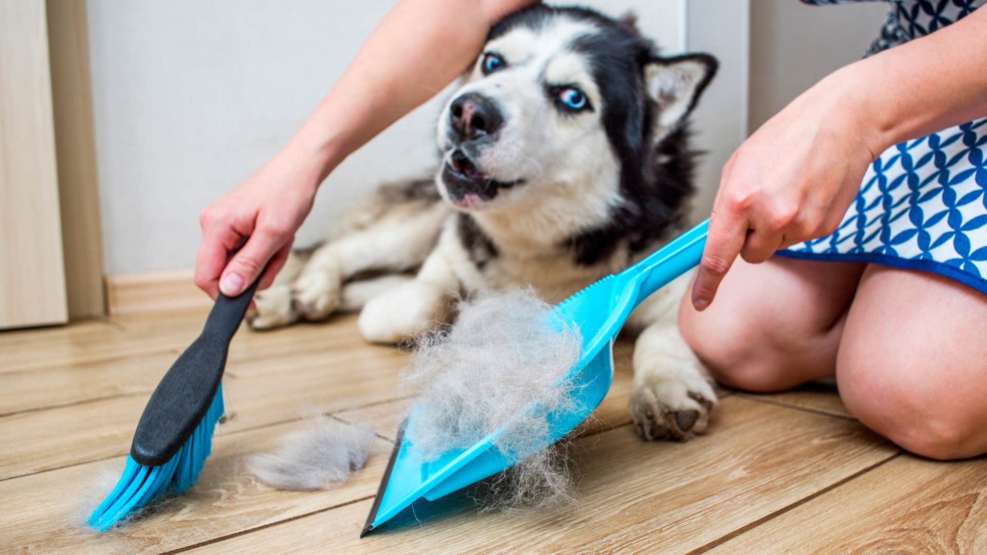 woman sweeping up pet hair next to her dog