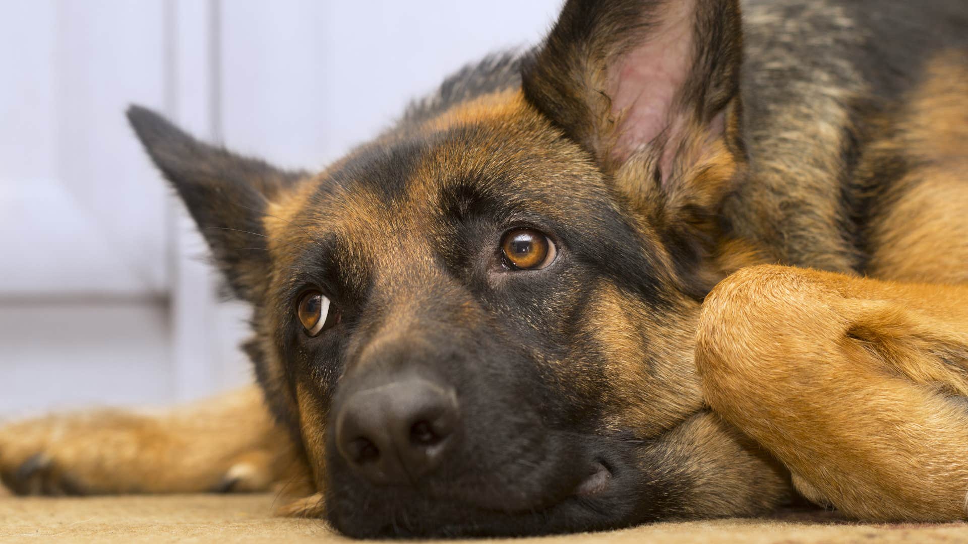 Portrait of a dog and animals cleaning themselves.