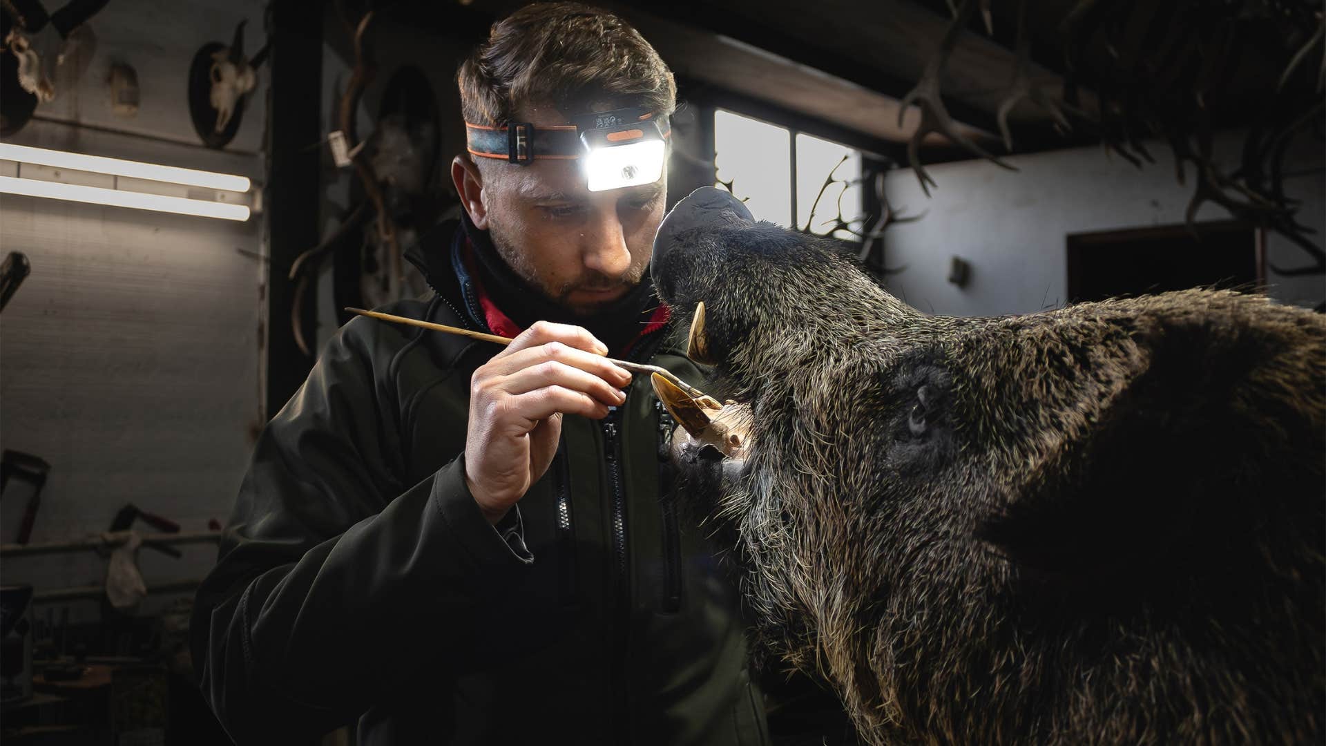 man doing taxidermy wearing headband light