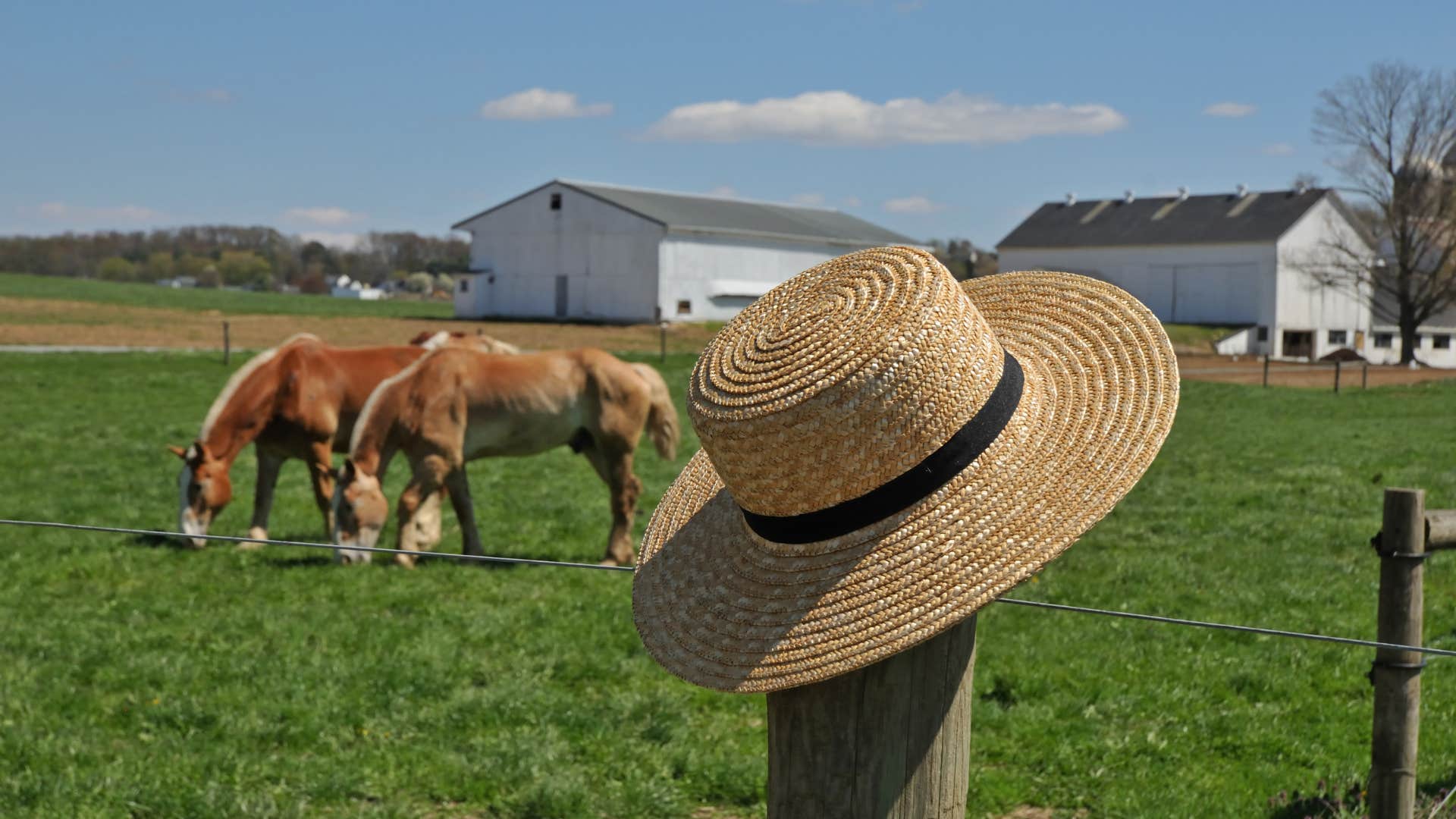 Homestead, horses, hat without city noise