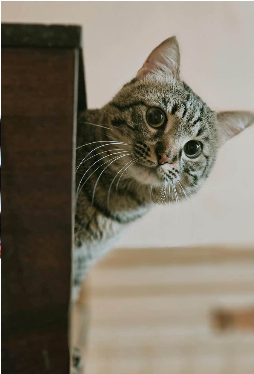 cat investigating its owner's emotions