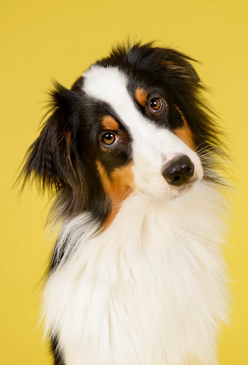 dog looking curiously at owner