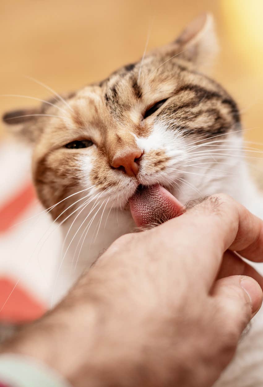 cat obsessed with their owner grooming them
