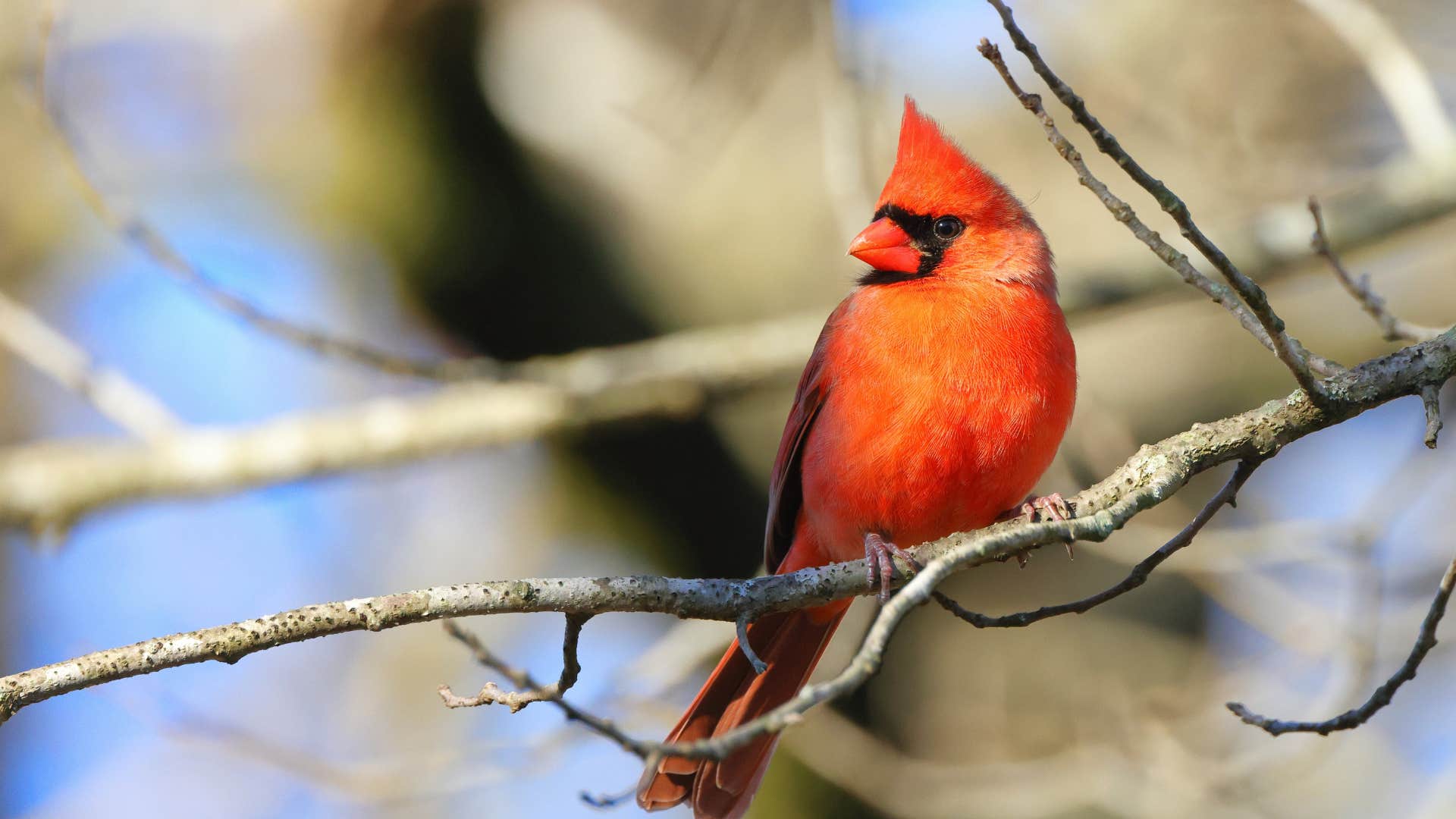 cardinal sitting in a tree meaning a loved one is nearby