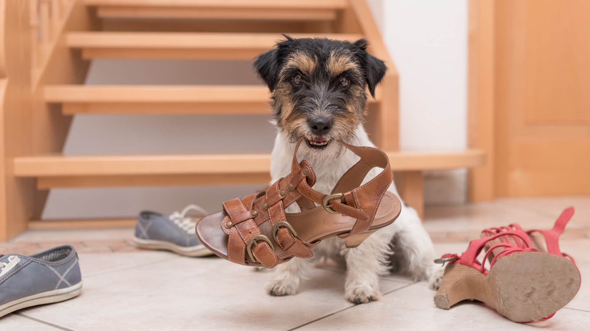 Dog doesn't make people comfortable to put things