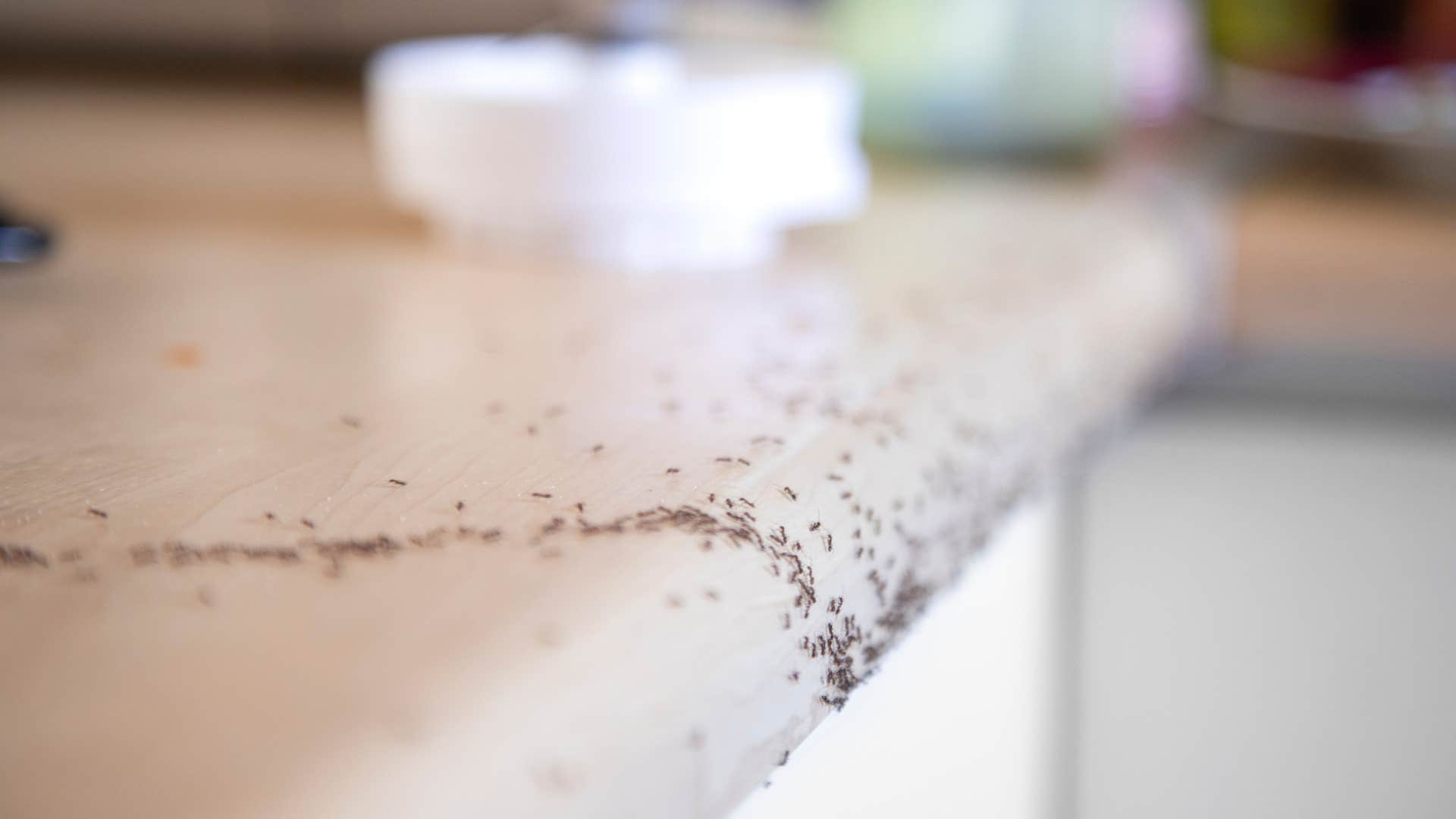 Pests things people from wealthy families notice instantly when they enter a working-class home